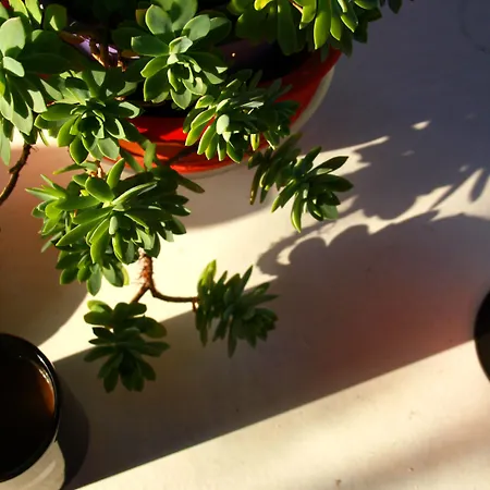 La Luna 博德鲁姆